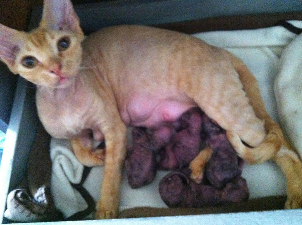 Ginger est sa première portée