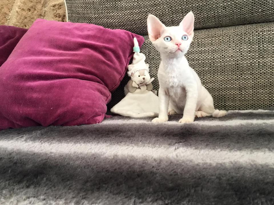 Princesse Lady