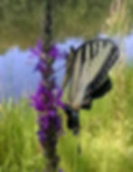 butterfly