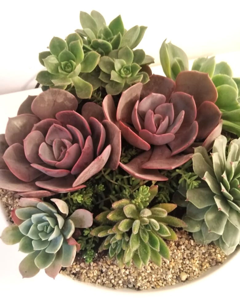 Miniatura: NATURALEZA 155 - SKU 0278