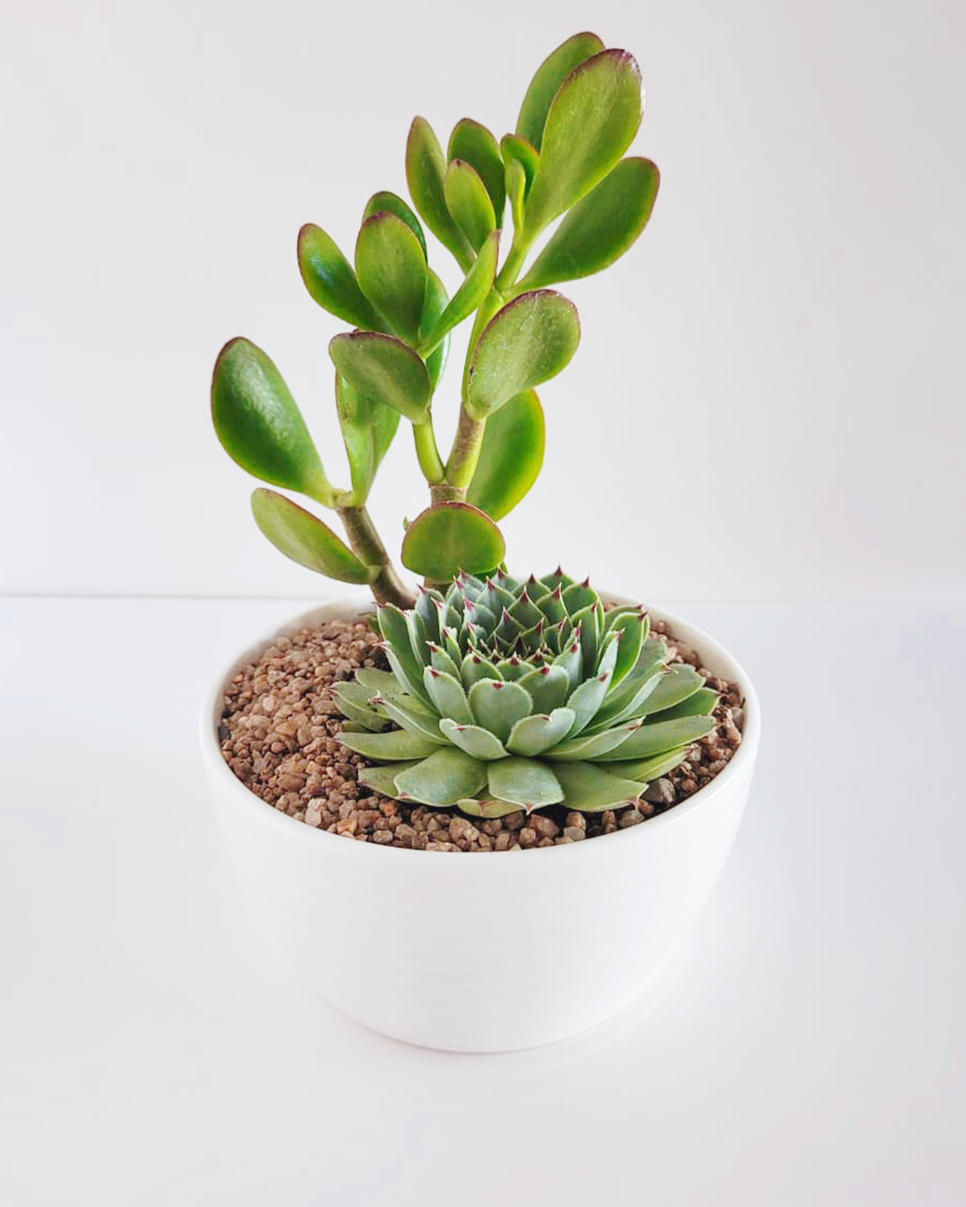 Naturaleza 0256 - SKU 0382