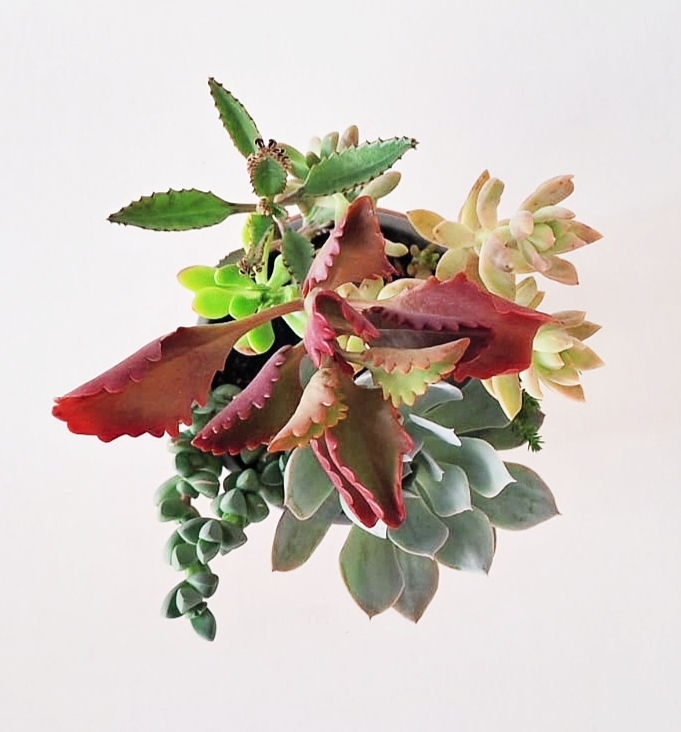 Miniatura: Naturaleza SKU 0665