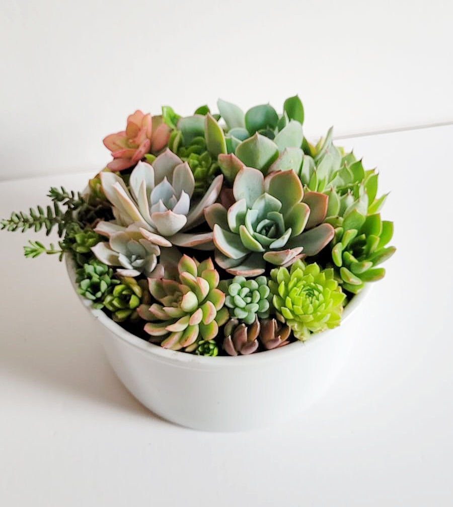 Miniatura: Naturaleza SKU 0594