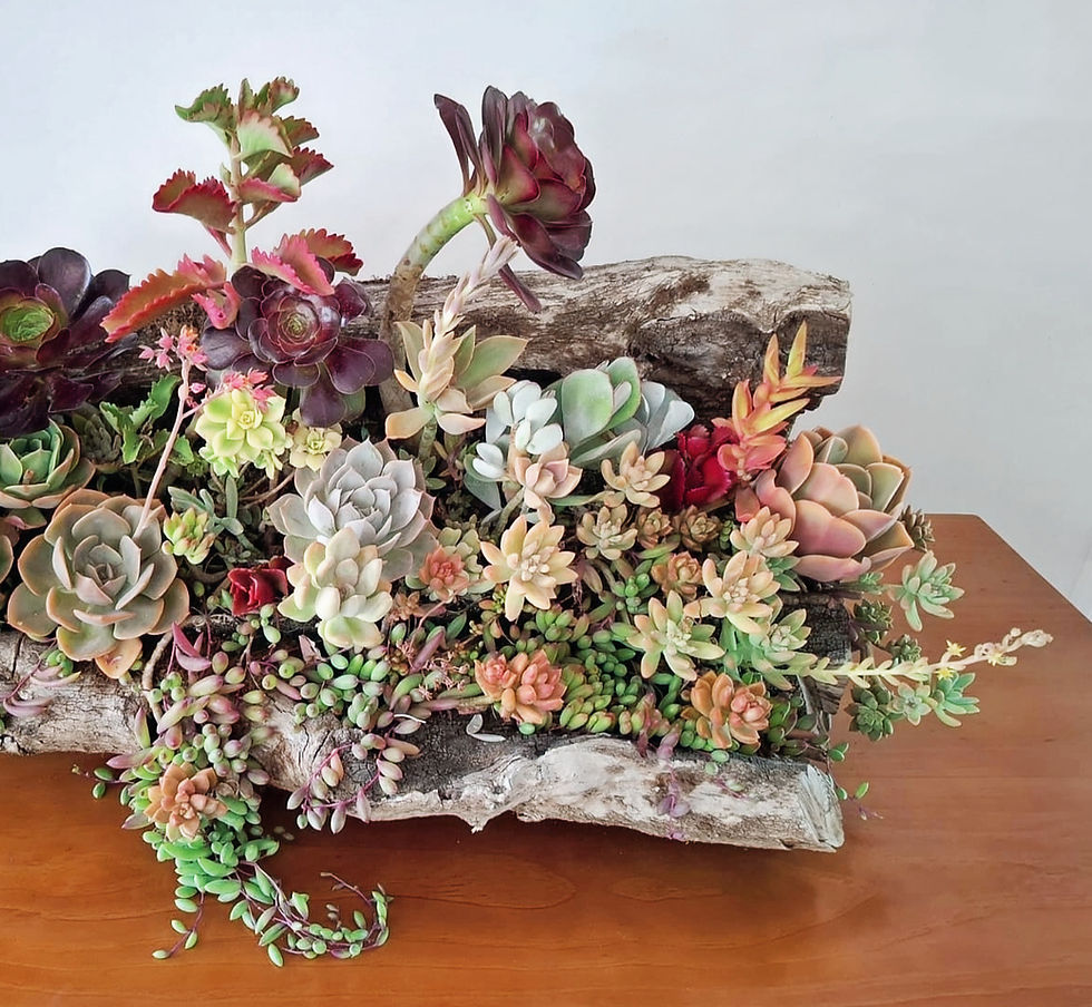 Miniatura: Bosques - SKU 0582