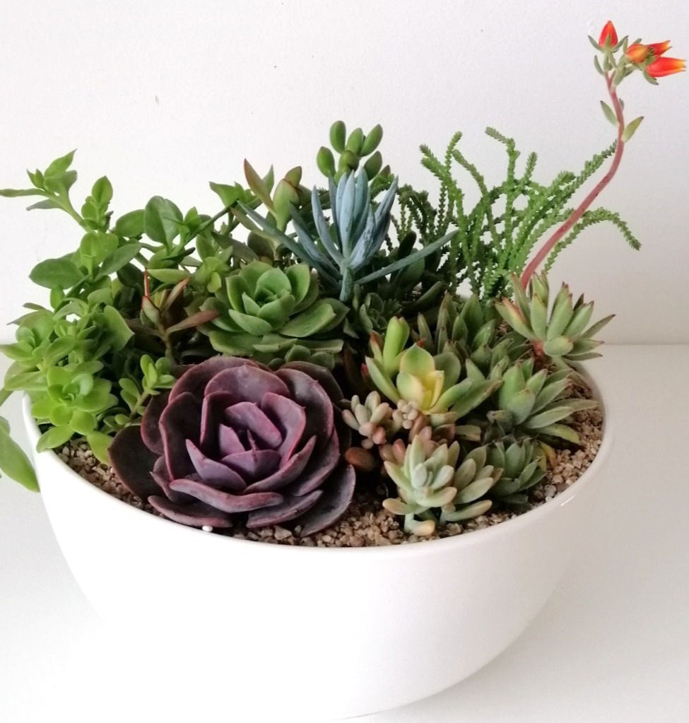 NATURALEZA 211 - SKU 0336