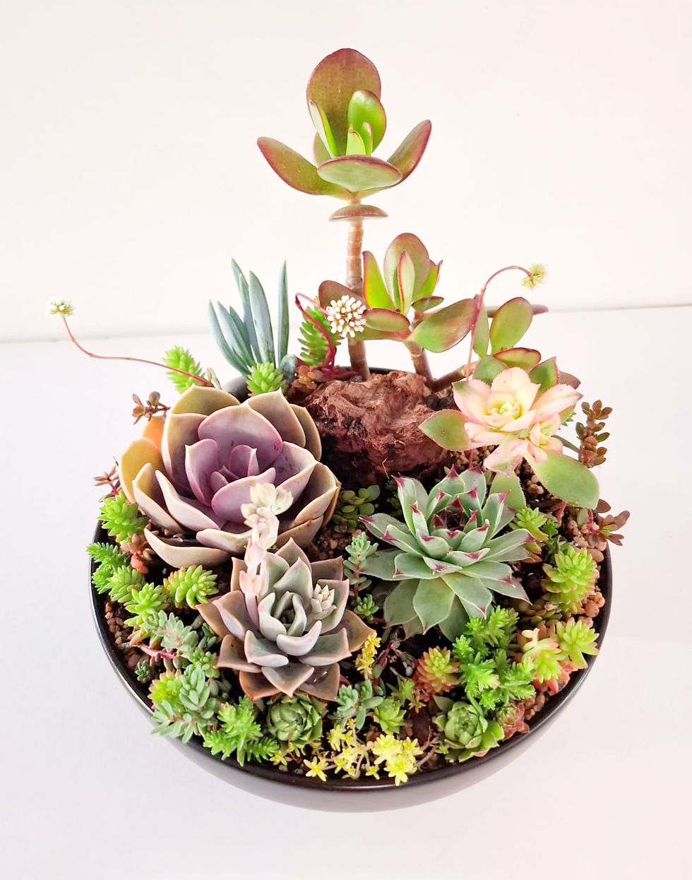 Miniatura: Naturaleza SKU 0641