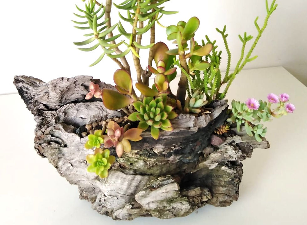 Miniatura: Naturaleza 0217 - SKU 0342
