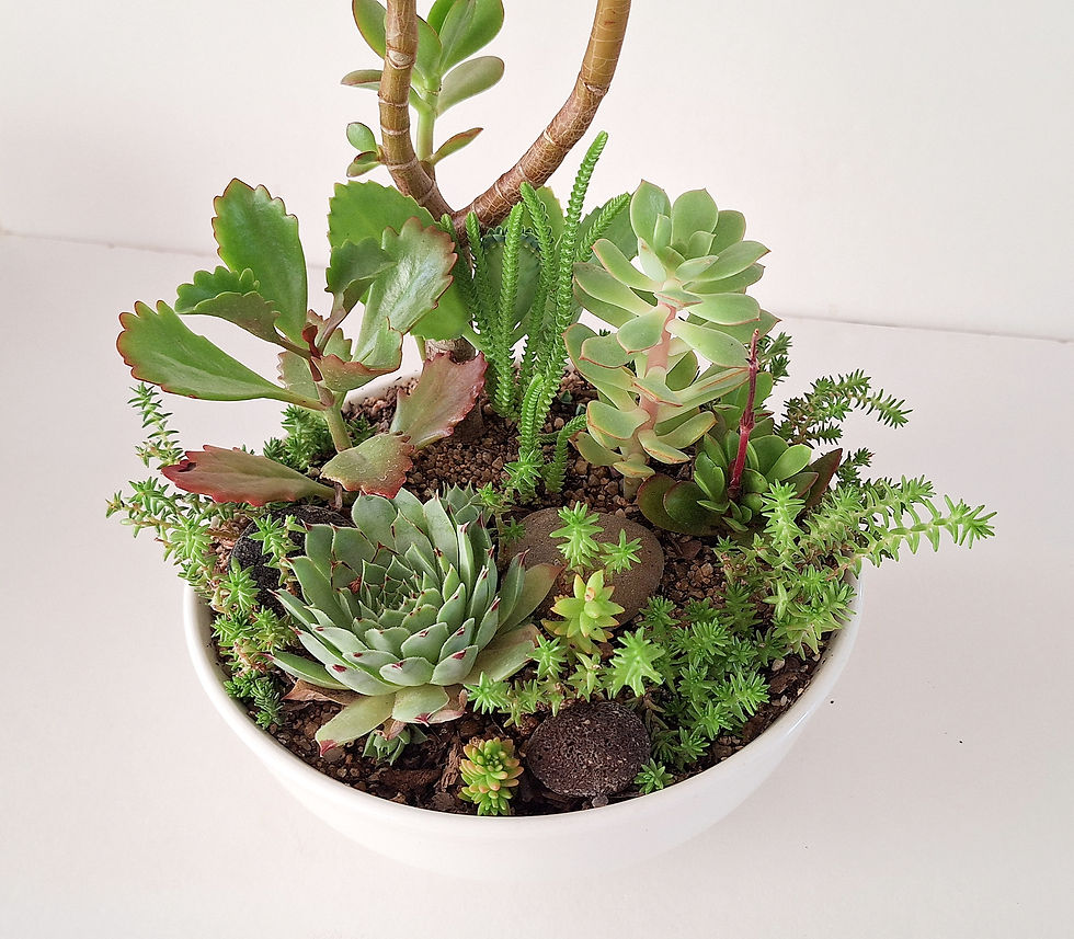 Miniatura: Naturaleza SKU 0660
