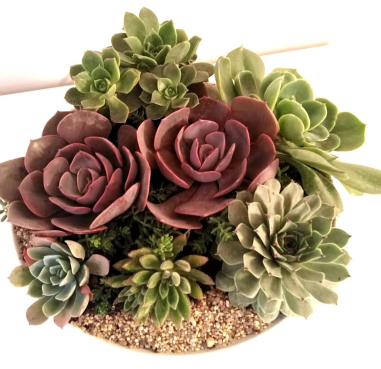 Miniatura: NATURALEZA 155 - SKU 0278