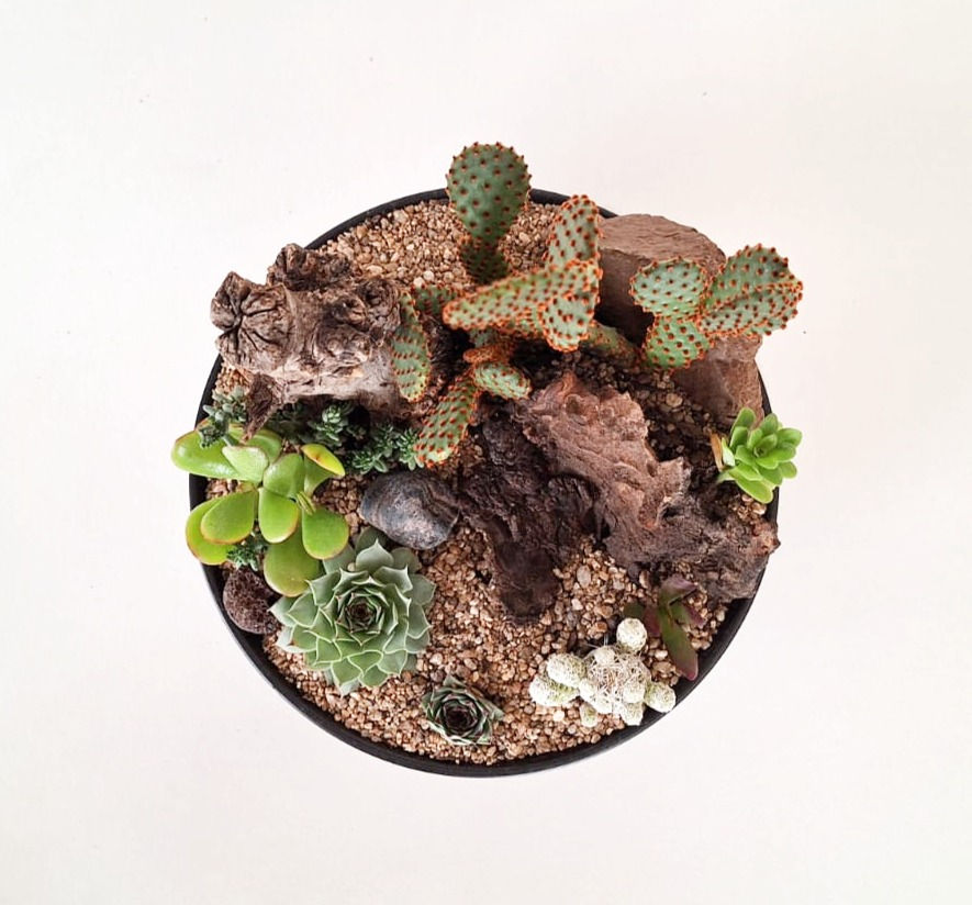 Miniatura: Naturaleza SKU 0609