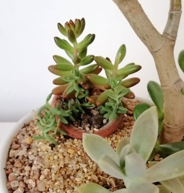 Miniatura: Naturaleza 129 - SKU 0237