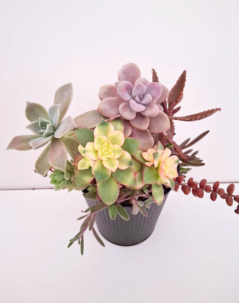 Miniatura: Naturaleza SKU 0626