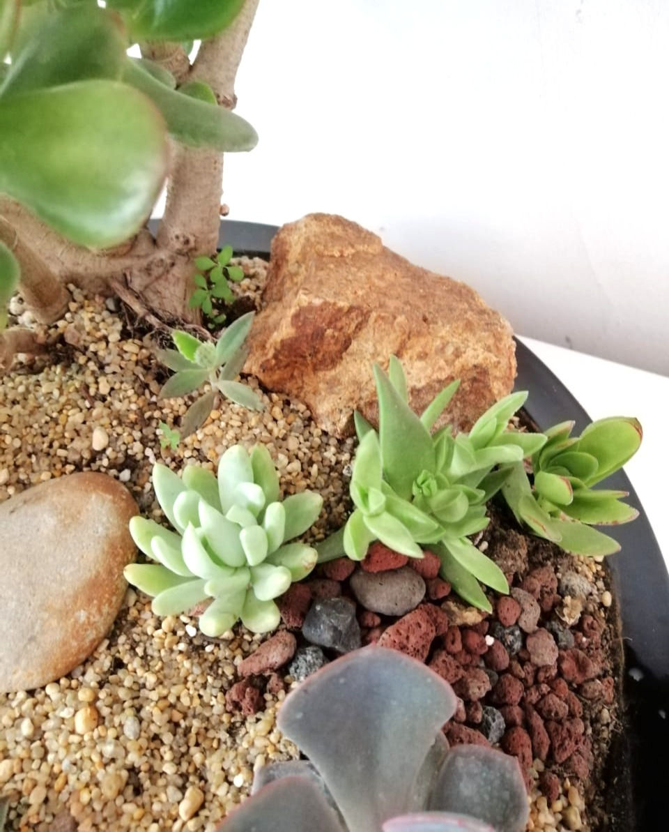 Miniatura: Naturaleza 126 - SKU 0234