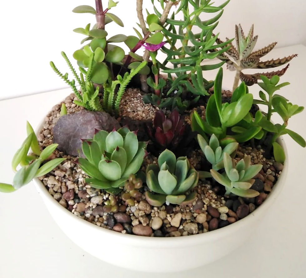 Miniatura: Naturaleza 0218 - SKU 0343