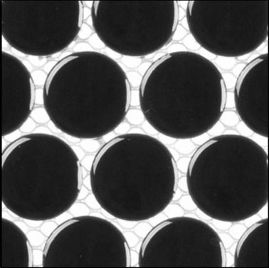 Freedom Avenue	Monolithe (3/4" Penny Round Glossy)