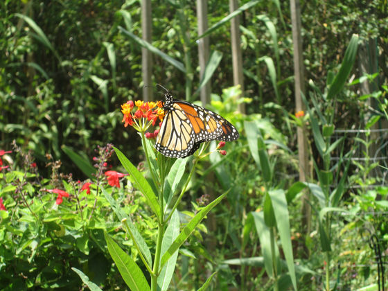 Building Monarch Habitat Capacity