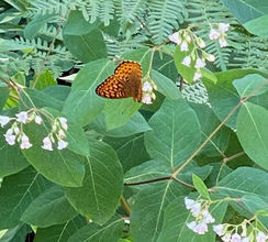 Vibrant orange butterfly on green foliage at Kitchi Landing Resort, showcasing natural beauty.