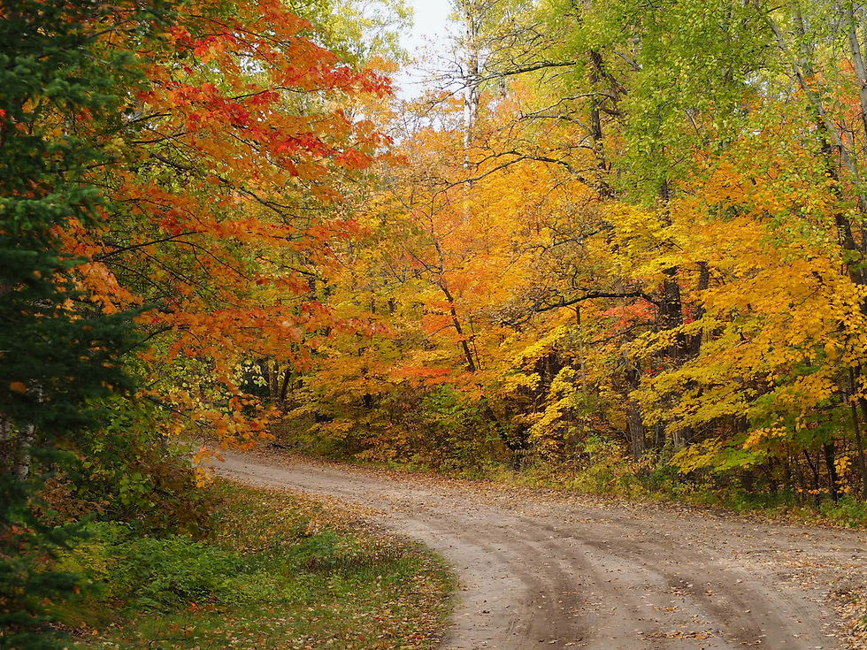 Kitchi Landing Resort’s driveway surrounded by vibrant fall foliage in the Chippewa National Forest 