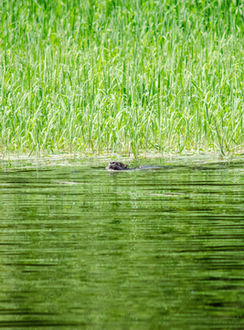 Three otters swim near the shore at Kitchi Landing Resort, surrounded by lush green vegetation.