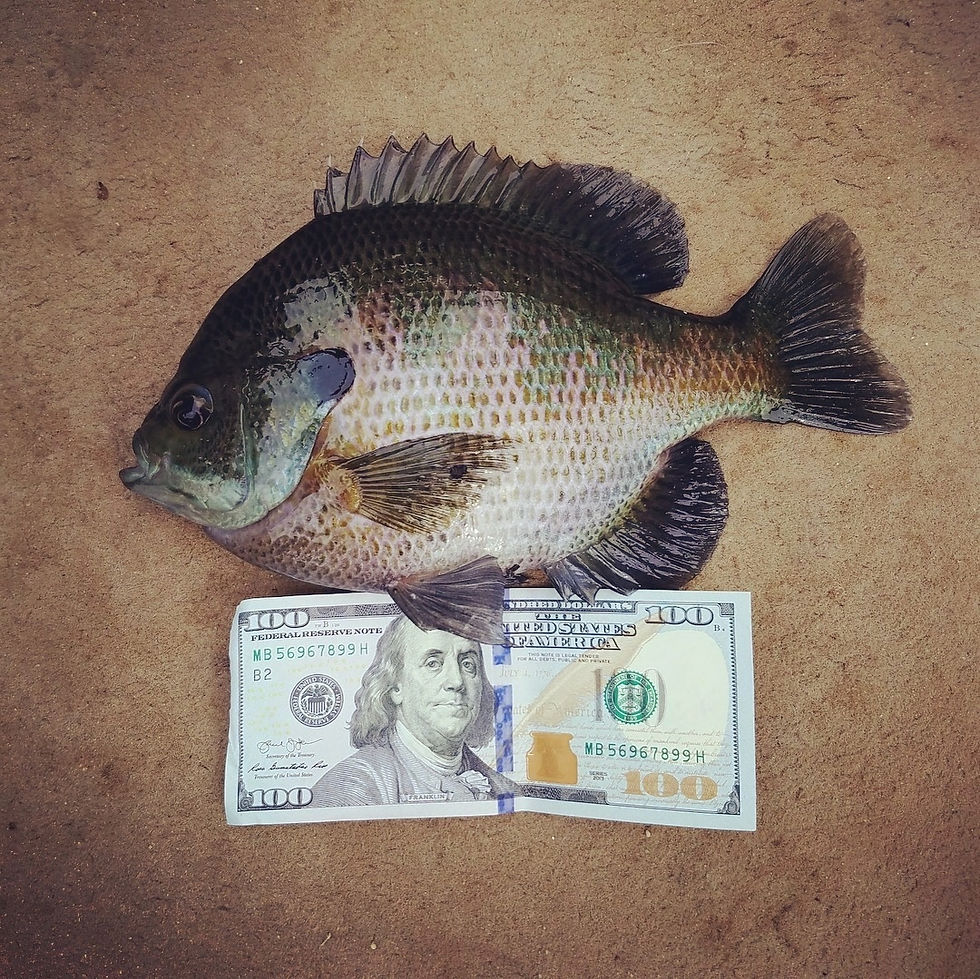 Close-up of a large bluegill sunfish next to a $100 bill for size comparison, caught at Kitchi Lake 