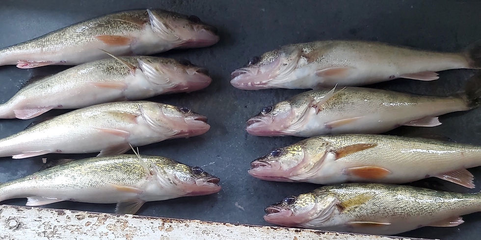 Freshly caught walleye from Kitchi Lake near Cass Lake, Minnesota—laid out at the fish cleaning stat