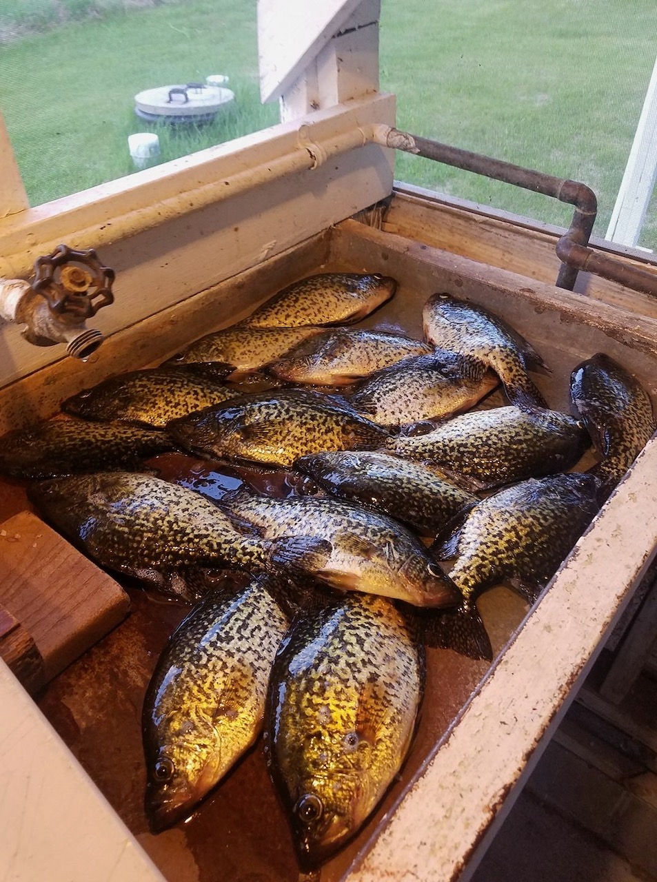 Freshly caught crappies in the fish cleaning house at Kitchi Landing Resort, showcasing fall fishing