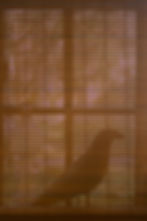 CRW_0010