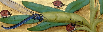 illuminated-bugs-banner-1024x322-1.jpg