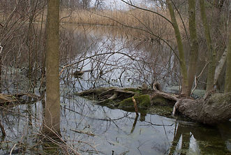 DSC_0015.jpeg