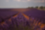 lavender by Anne Titterton