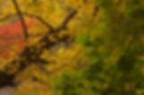 CRW_6220.jpeg
