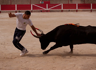 bull2.jpg