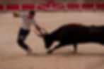 bull by Anne Titterton
