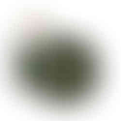 Shooting targets roll