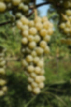 Cayuga White Grapes