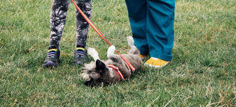 A champion festival tale with rescue dog Lottie