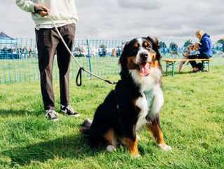 The North Dog Festival welcomes Northumberland Dog Rescue. 