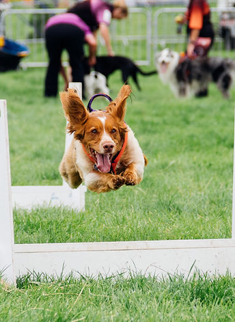 Flyball. BenHewardImages.jpg