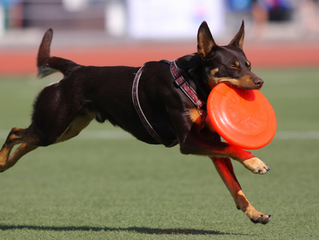 Join the steeplechase to raise money for the GSP Rescue