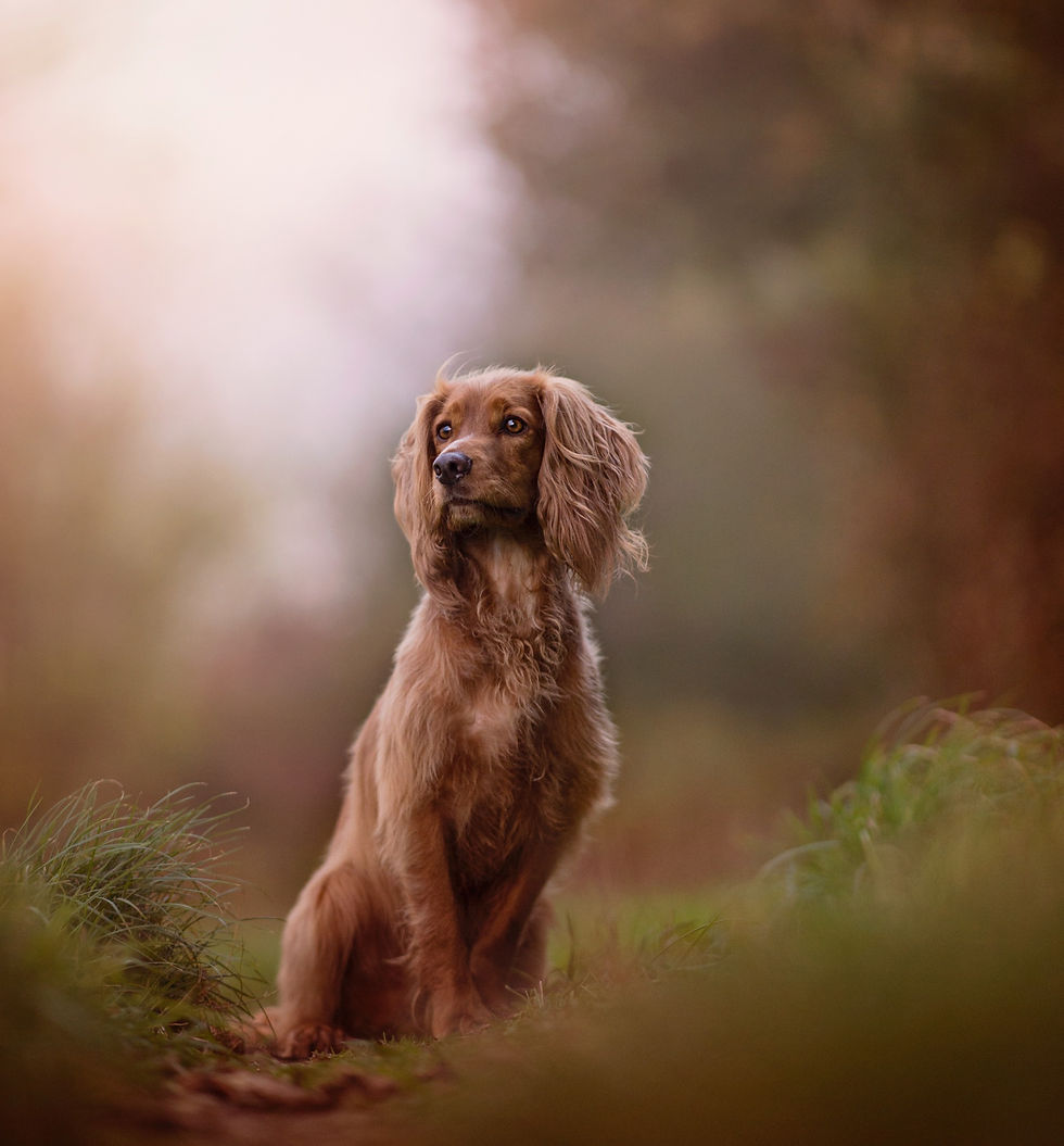 north east dog photography