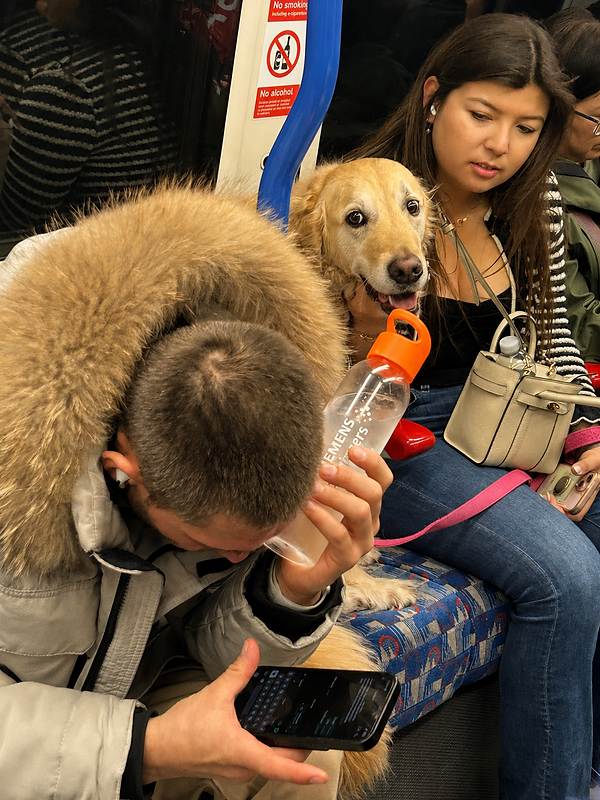 A friendly dog on the London Tube