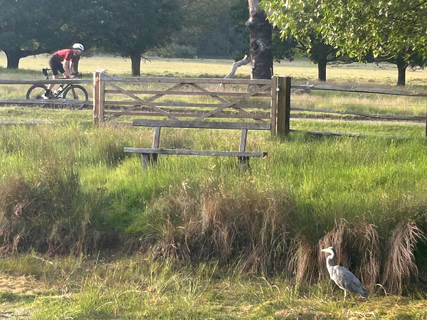 FavouriteBench.jpeg