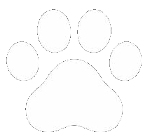 Chat, chats, chatte, chattes, chaton, chatons