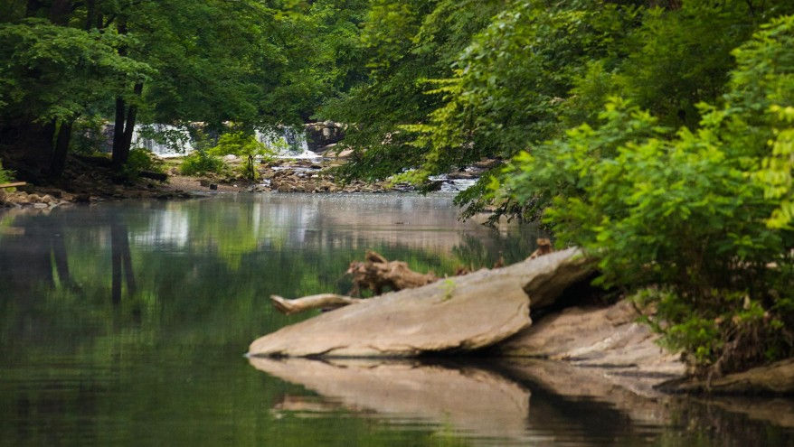 Earth Day Wildflowers and Lenni-Lenape Reflections in the Wissahickon