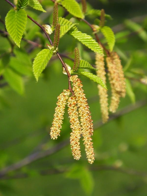 Betula Lenta Landhealth