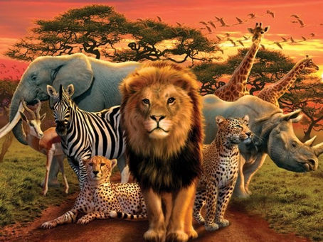 Дикие животные