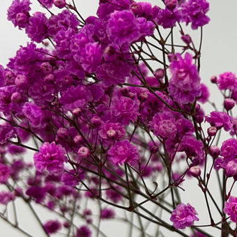 Gypsophila Tinted Hot Pink