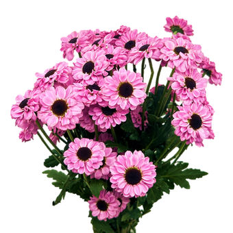 Pom Micro Ying Yang Pink