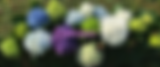 Bella Blossom Banner.png