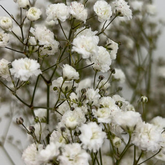 Gypsophila Xmas #2 Glitter: Silver, Green, and Gold Glitter